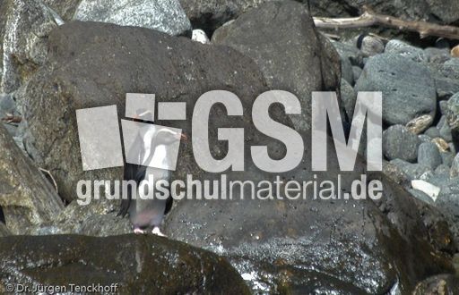 Dickschnabelpinguin (28 von 45).jpg